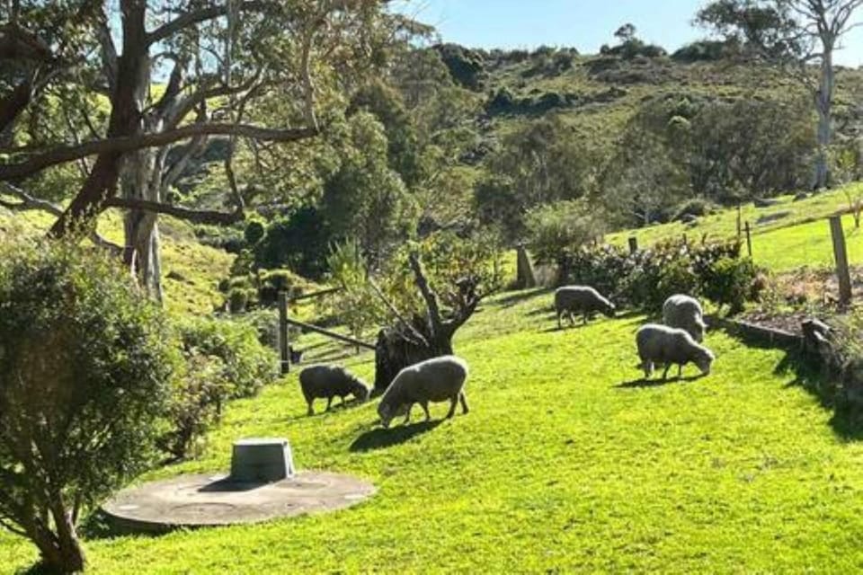 Natural landscape, Garden, Animals, Garden view