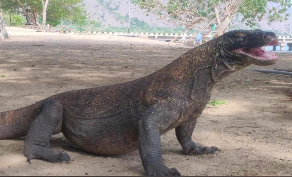 Atta komodo homestay Vacation rental in Indonesia