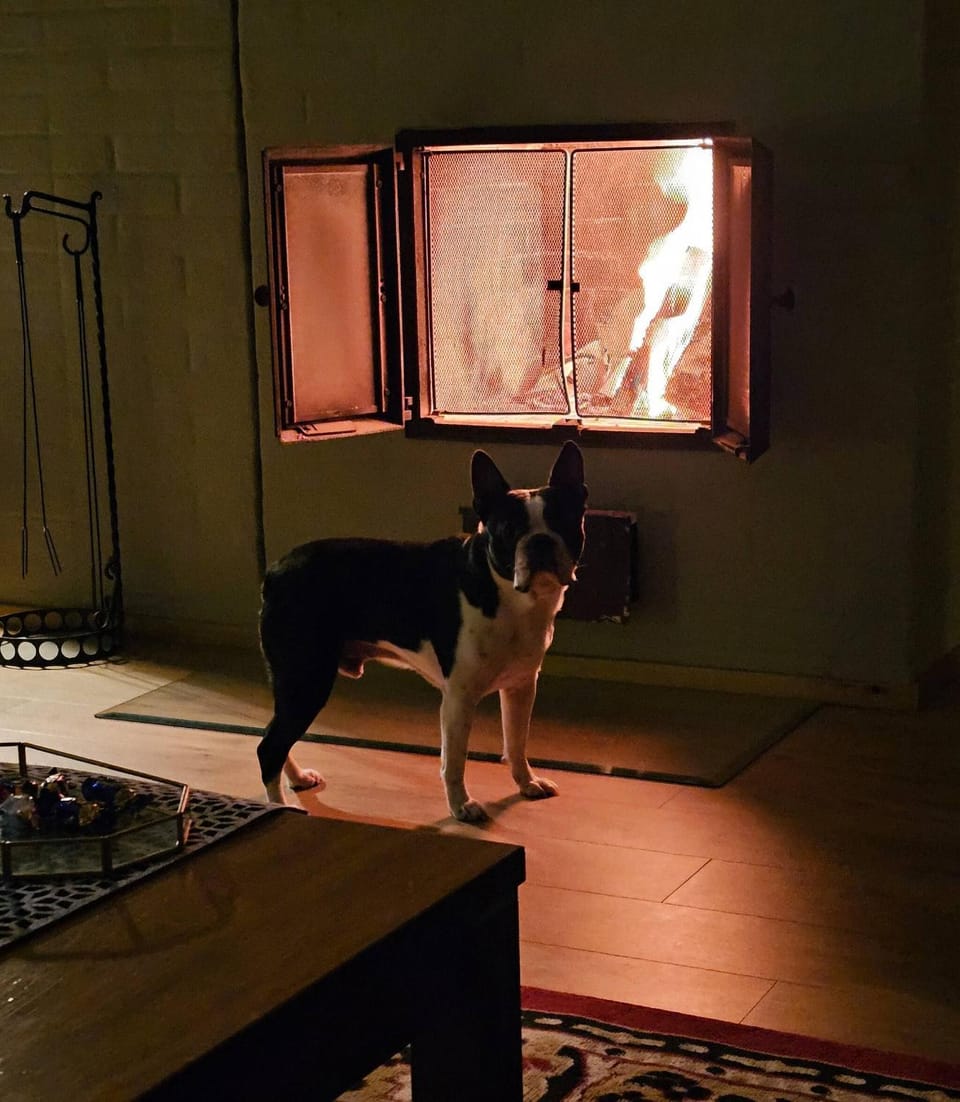 Staff, Living room, Animals, Pets, Family, fireplace, pet friendly