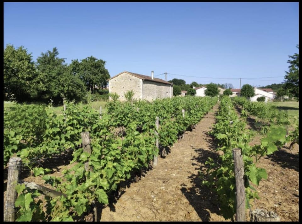 Gite Vigne - stay on a vineyard, overlooking the vines in this 2 bedroomed gite House in Nouvelle-Aquitaine