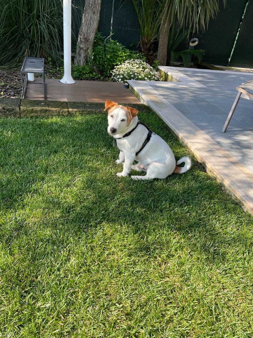 Garden, Pets