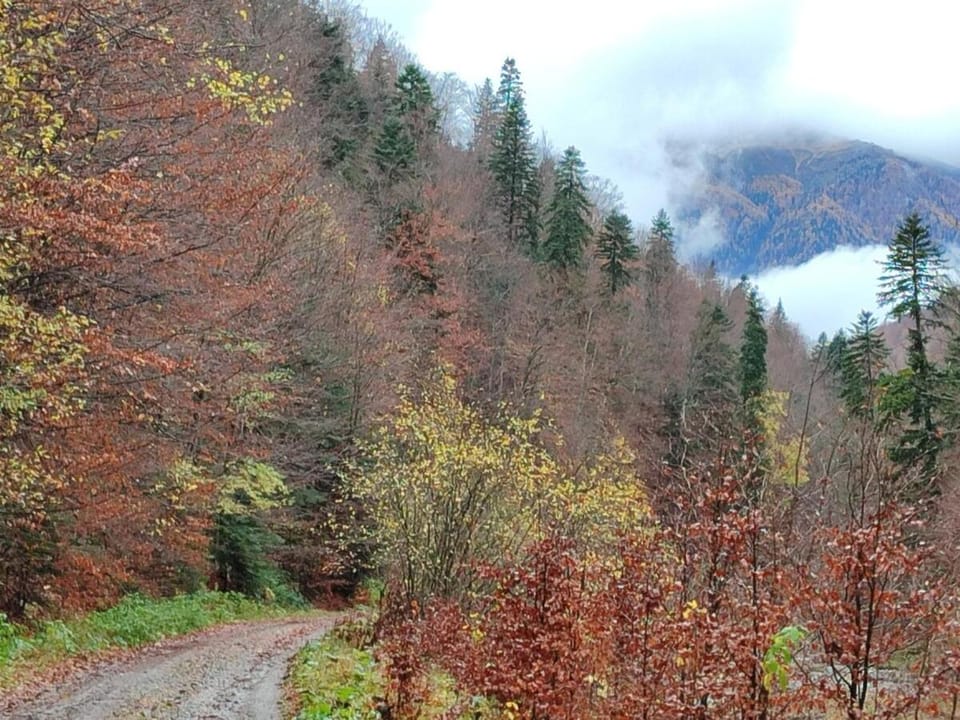 Studio Apartment in Sinaia