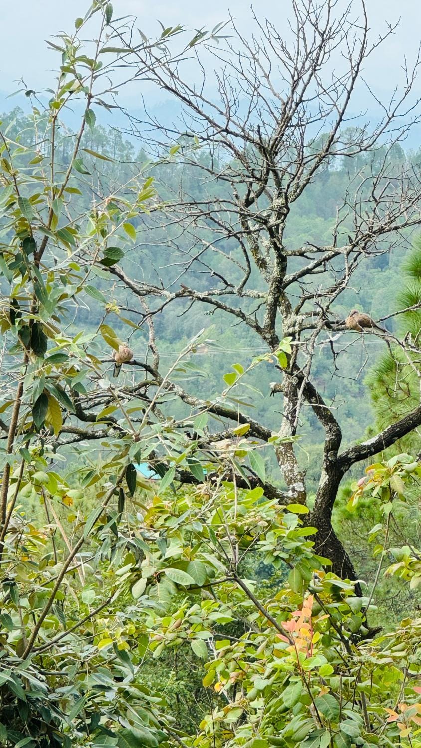 Natural landscape