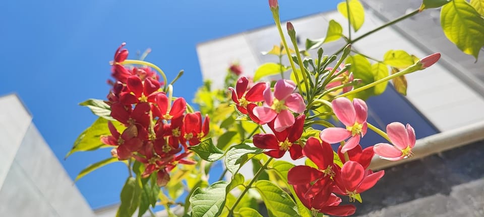 Villa 6 Vacation rental in Ajman