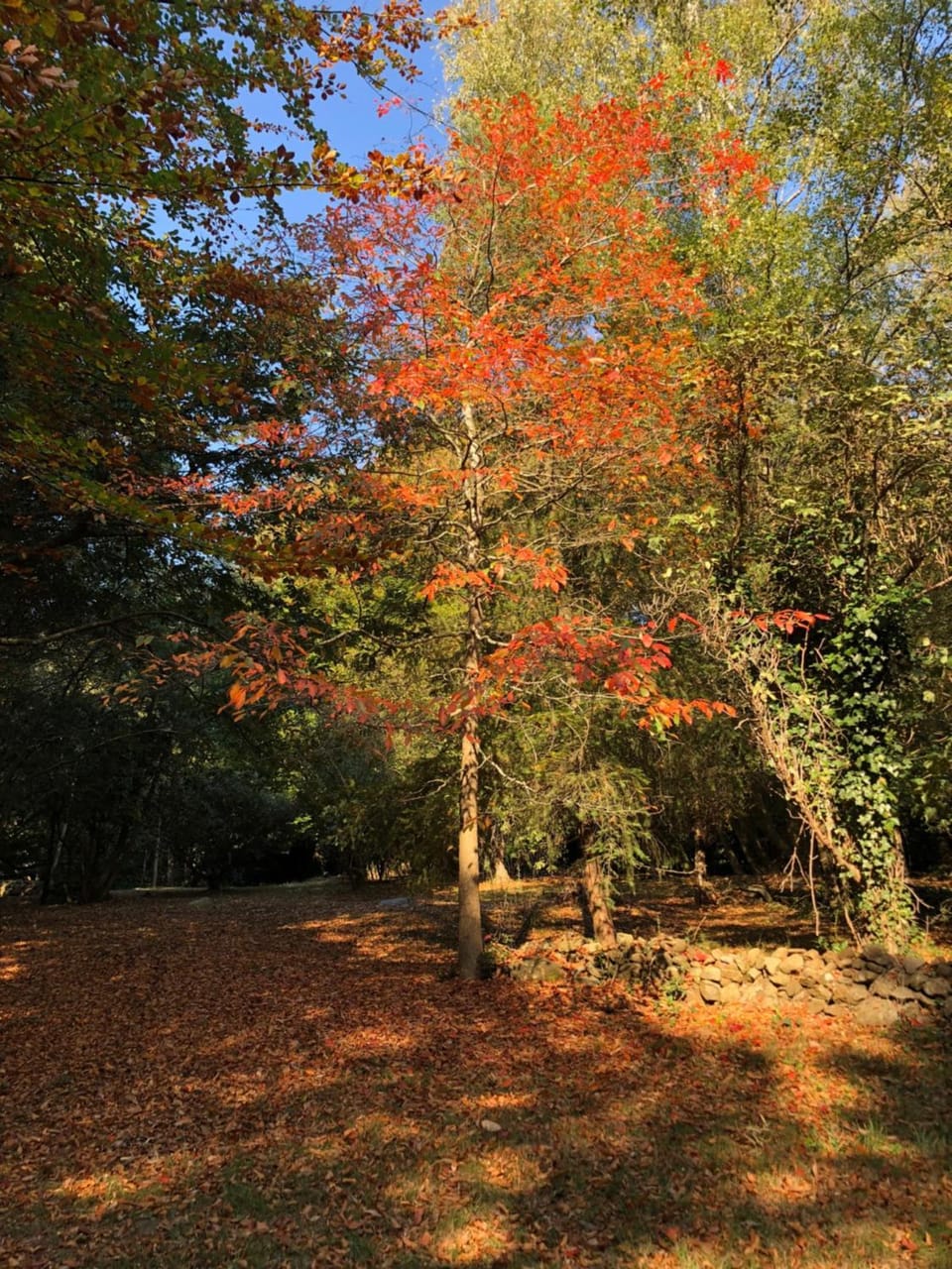 Natural landscape, Garden