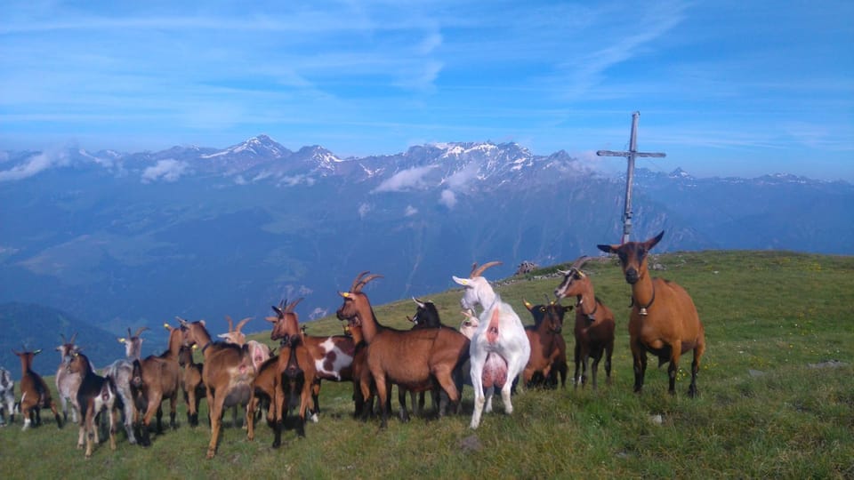 Natural landscape, Animals