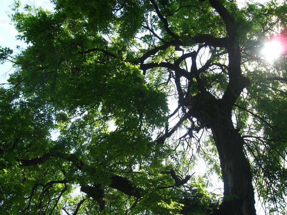 Relax House Slavka Apartment in Timiș County