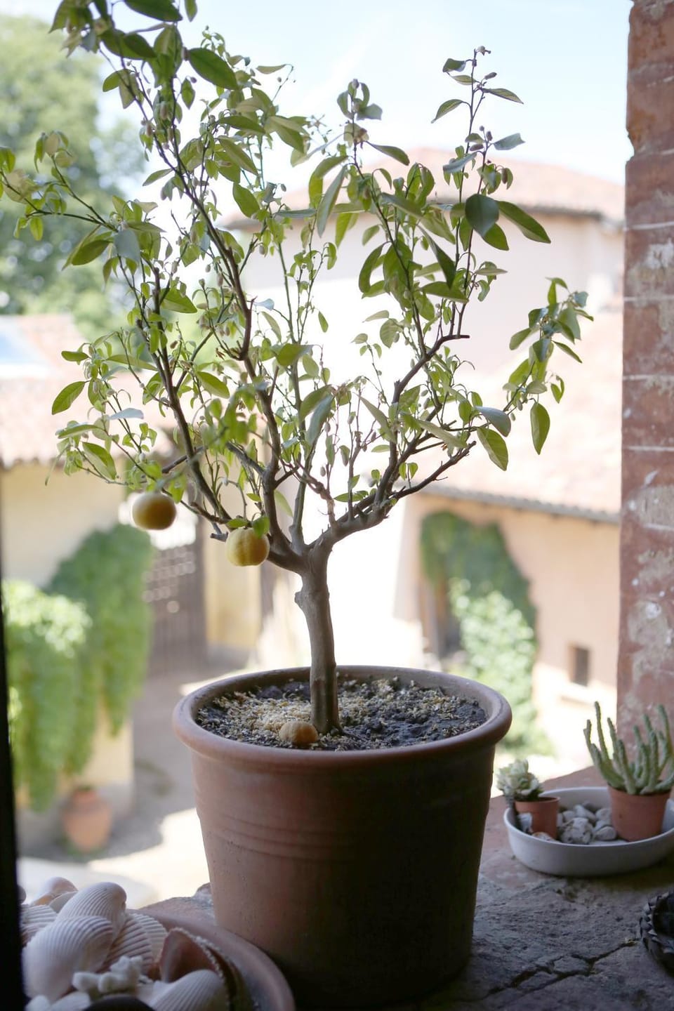 Living room, Decorative detail, Garden view