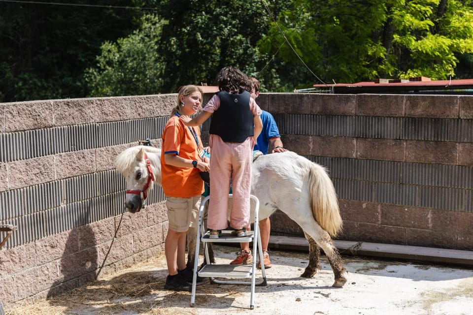 Activities, Animals