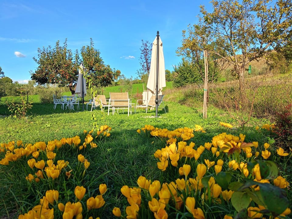 Spring, Natural landscape, Garden, Garden, Garden view