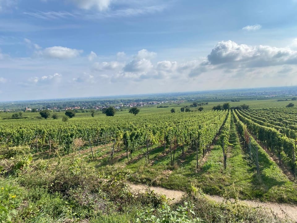 Neubau-Oase am Weinbergsrand Apartment in Rhineland-Palatinate