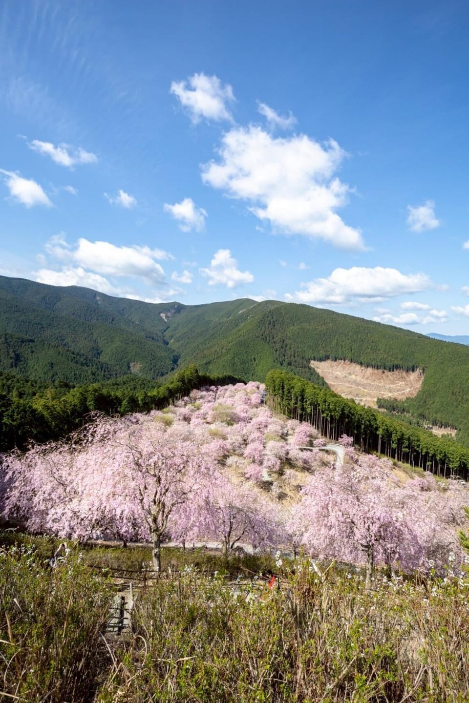 Spring, Natural landscape