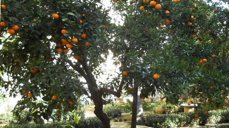 Garden view