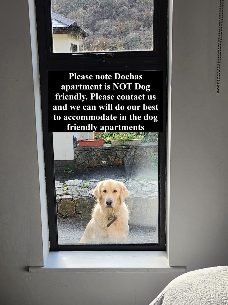 Pets