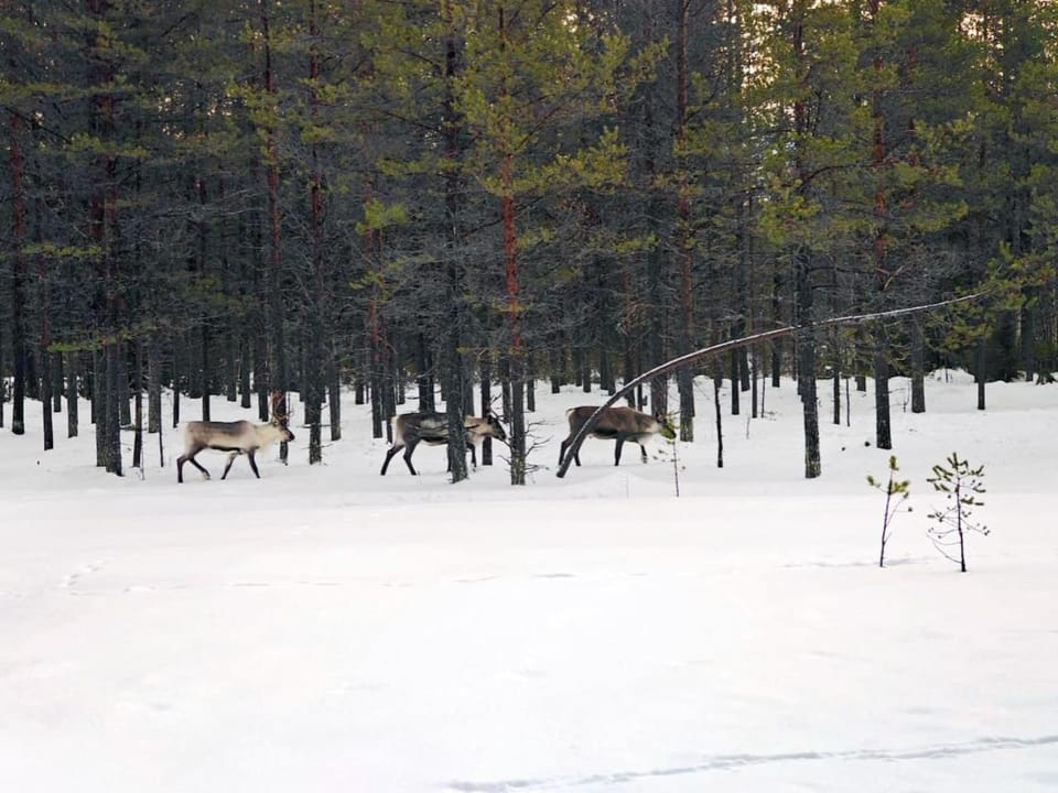 Natural landscape, Animals