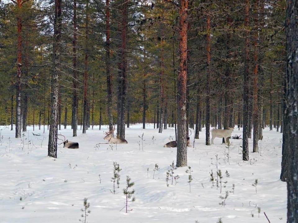 Natural landscape, Winter