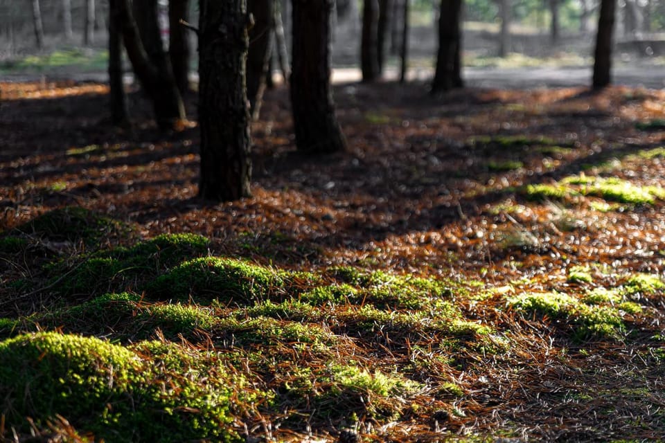Nemunas Glamping Nature lodge in Lithuania