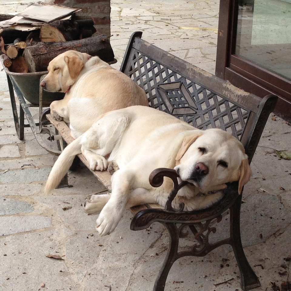 Pets