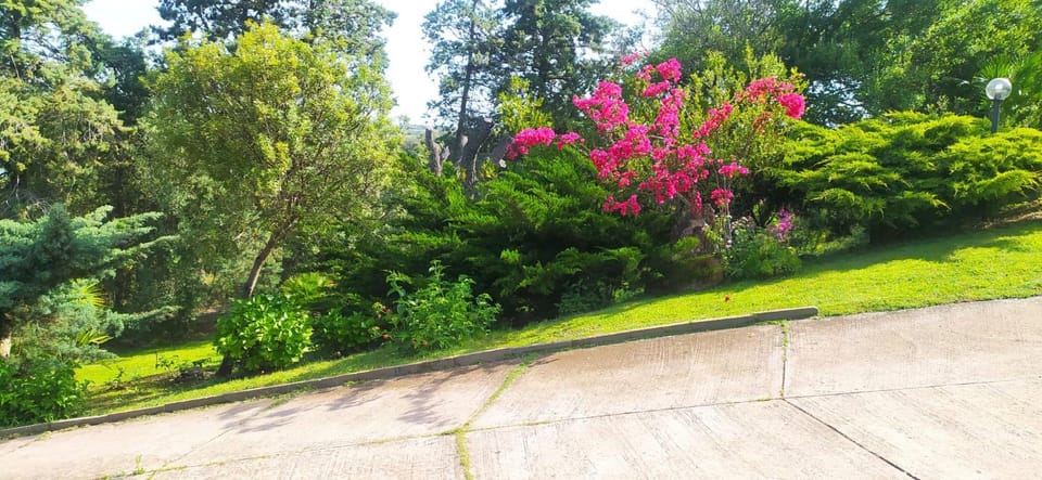 Garden, Garden view, Garden view
