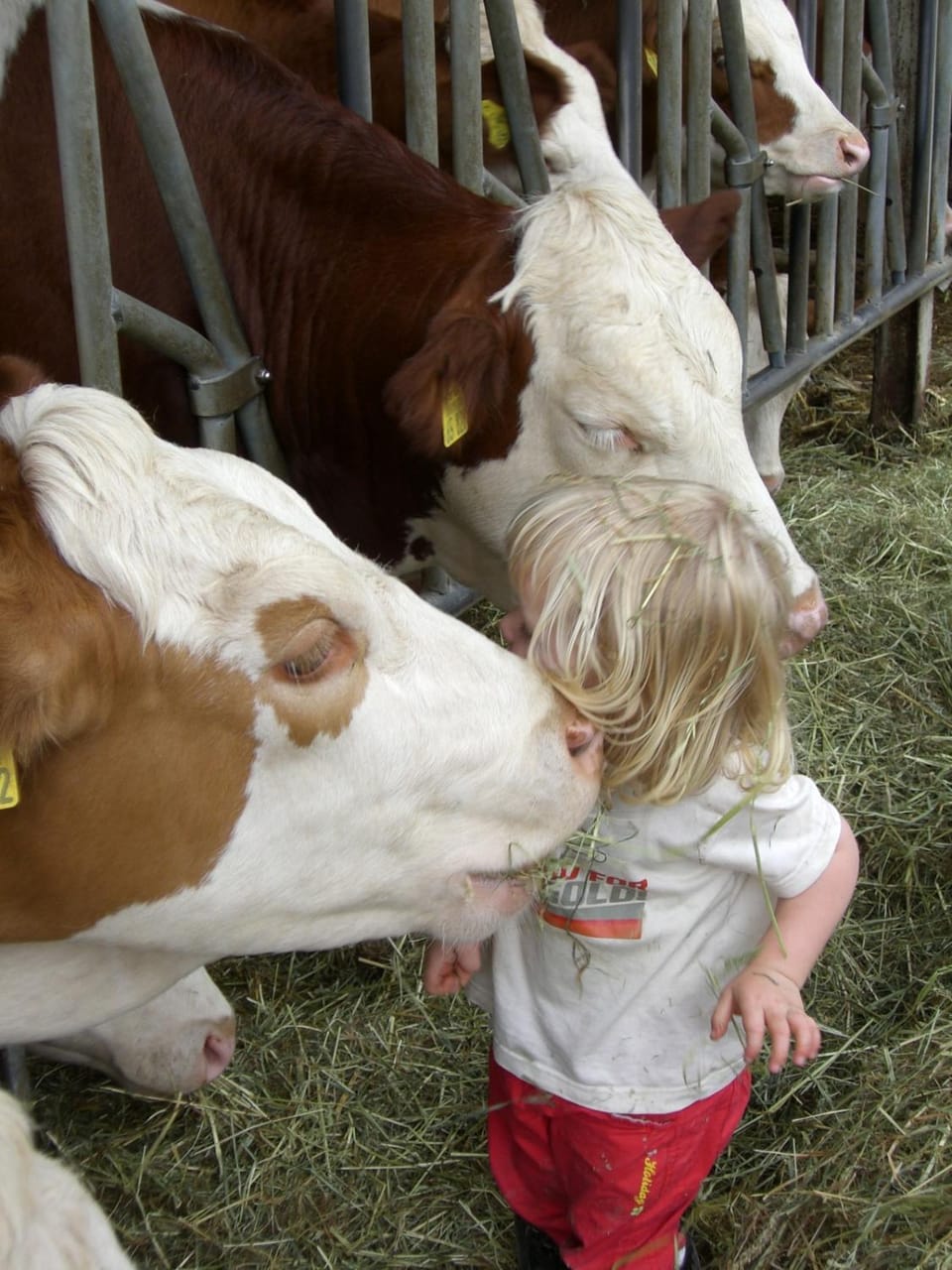 Animals