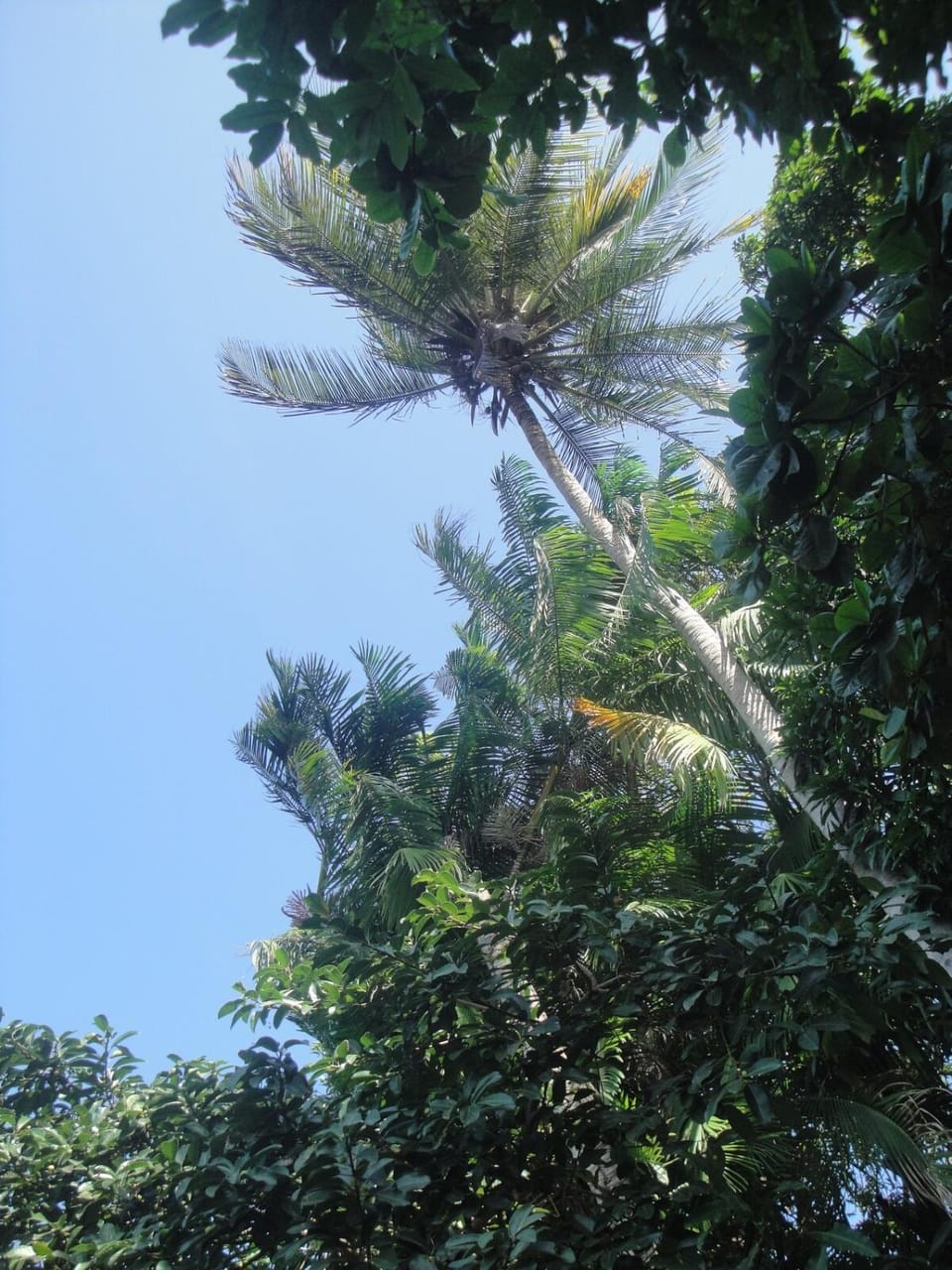 Natural landscape, Garden, Garden view