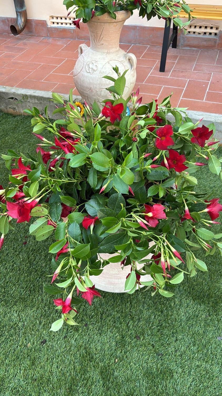 La casa dar braschi Apartment in Emilia-Romagna