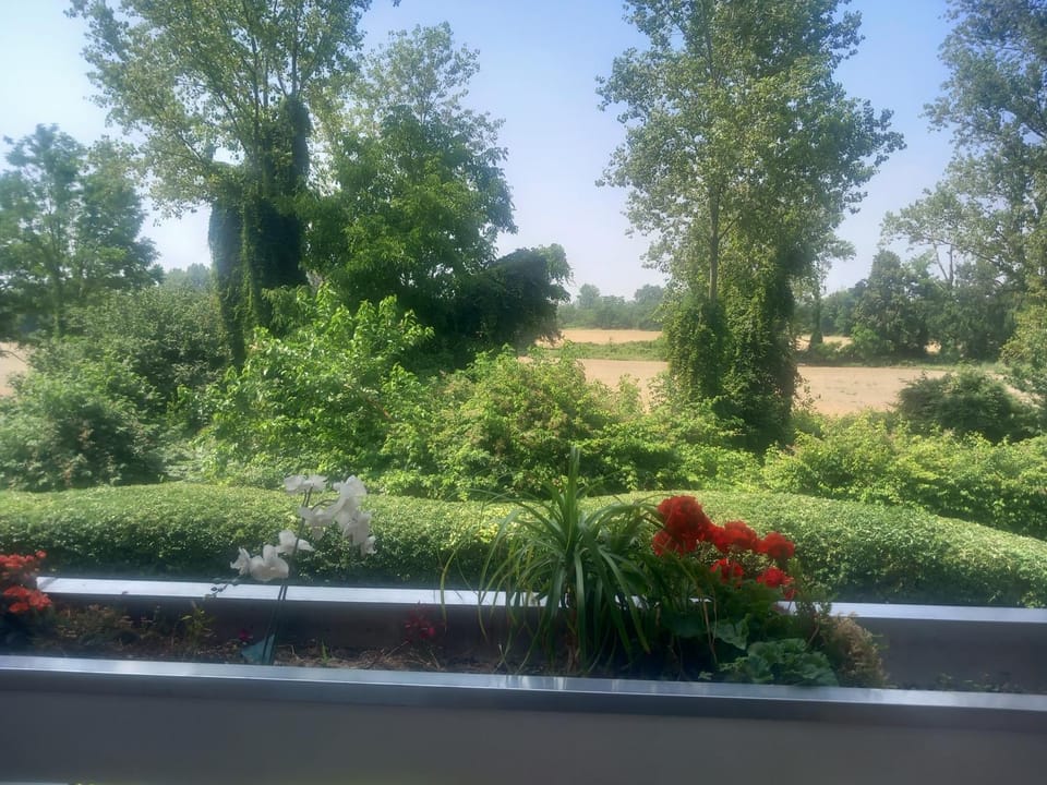 Garden view