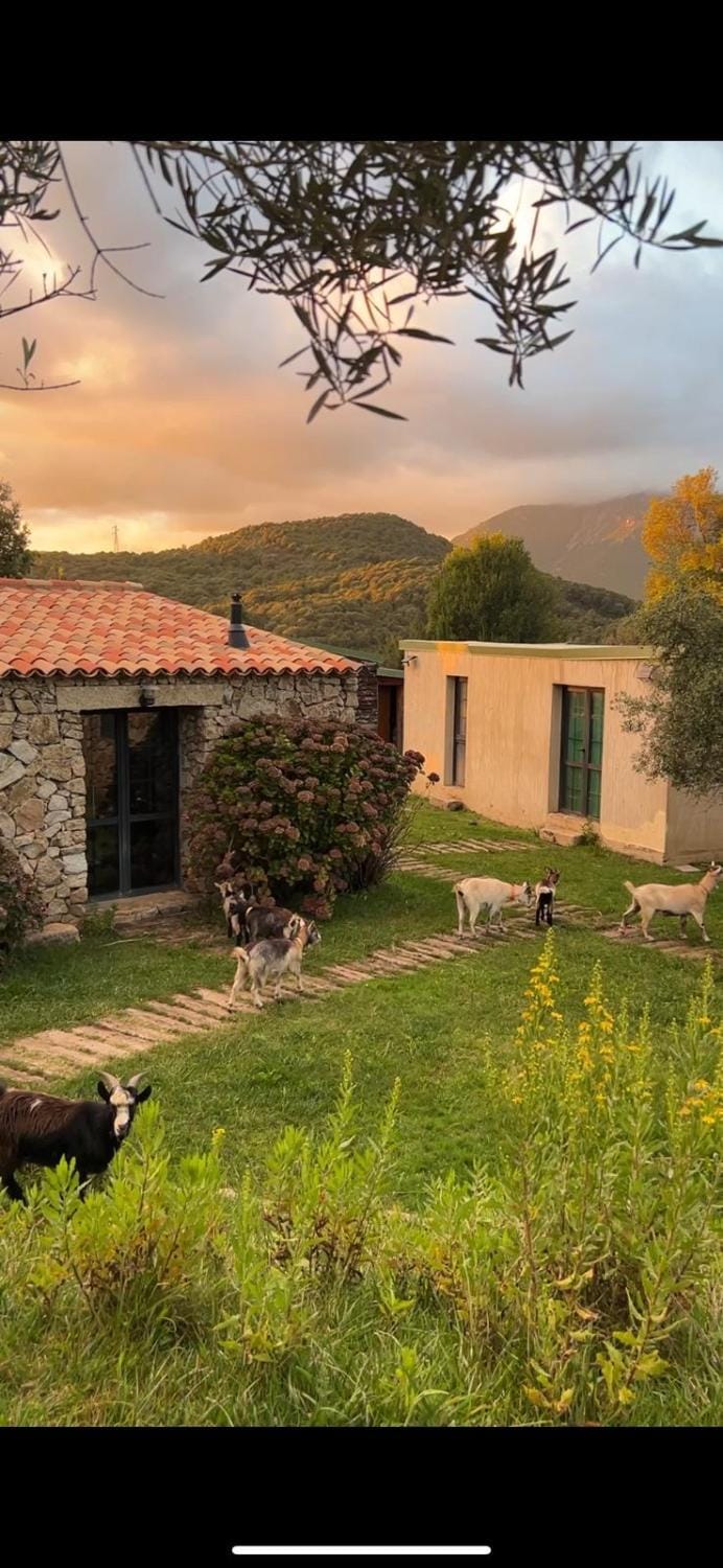 Bergerie du Prunelli Bed and Breakfast in Corsica