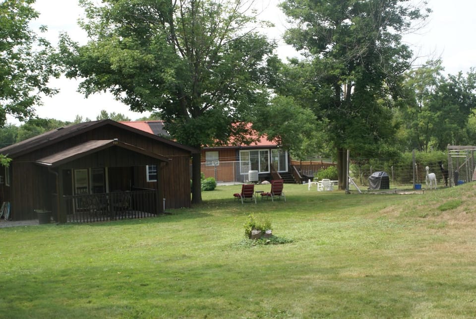 Patio, Natural landscape, Garden, Pets