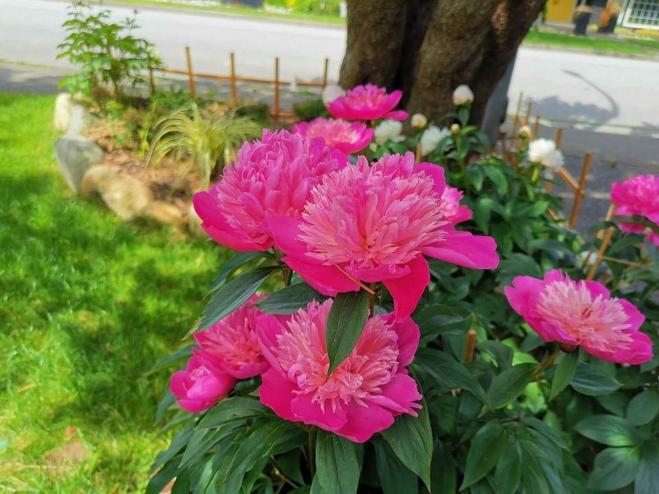 Spring, Garden, Garden view