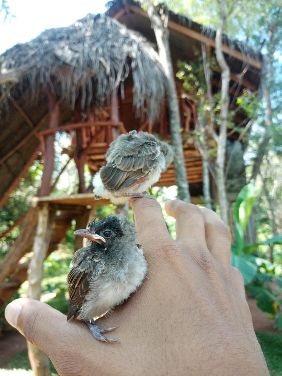 Animals, Animals