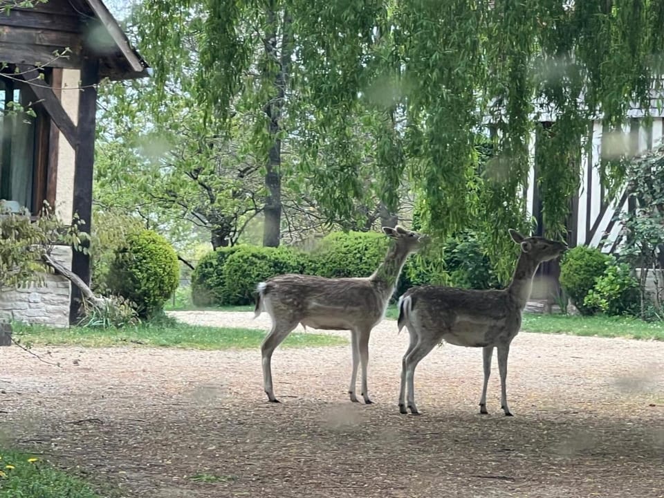Chalet de charme en plein cœur du Calvados Chalet in Normandy