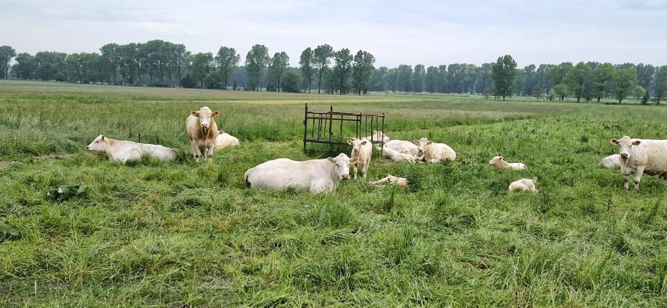 Animals