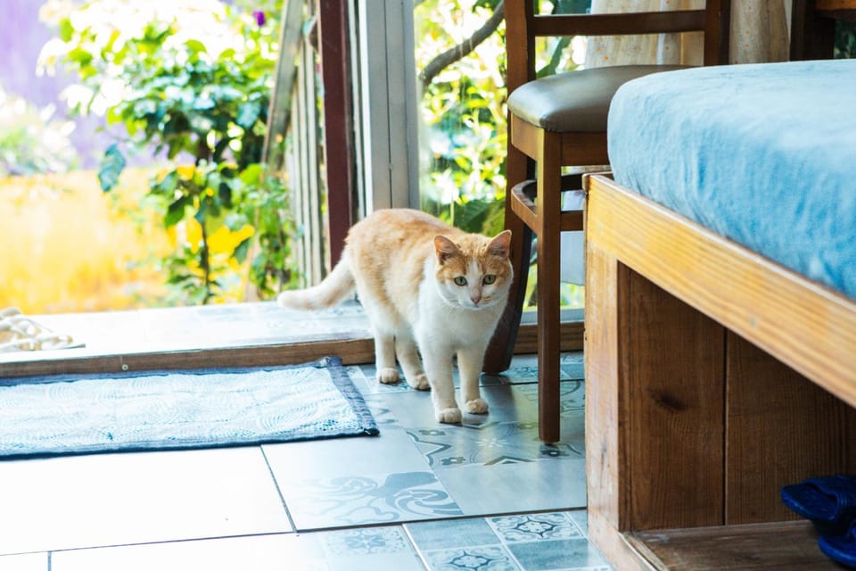 Rustic retreat Nature Chalet - September Garden Homestay Chalet in Dalat