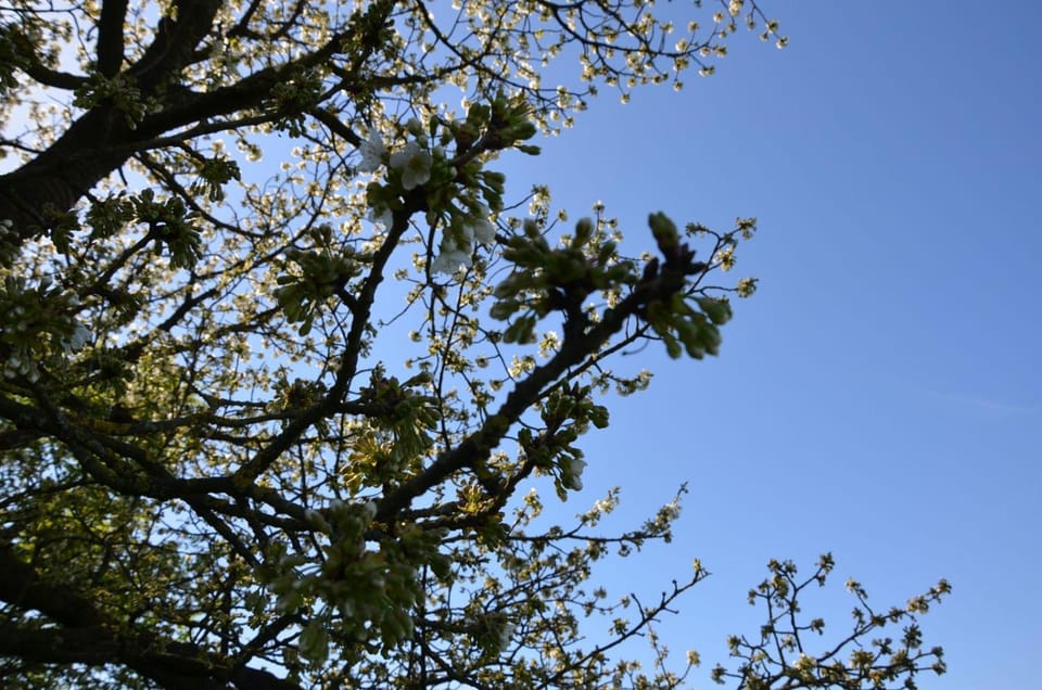 Hoeve BôThé - B&B Bed and Breakfast in Flanders