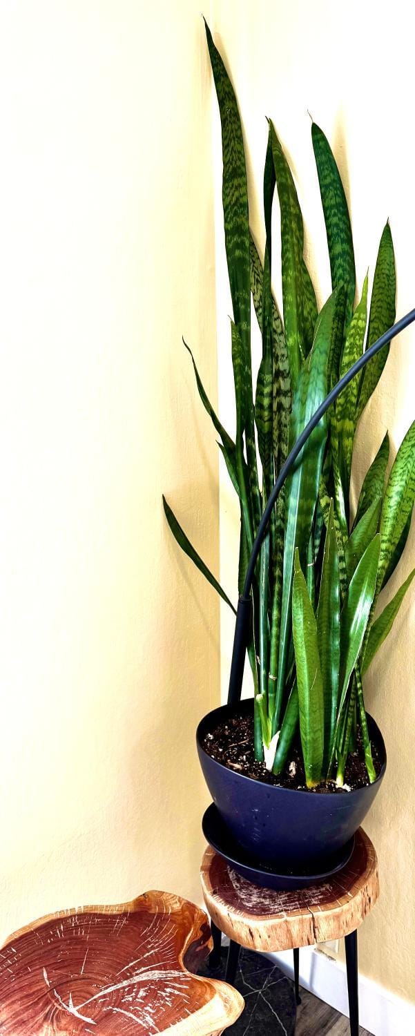 Entire home 4BR2B in Campbell close Netflix Los Gatos Villa in Campbell