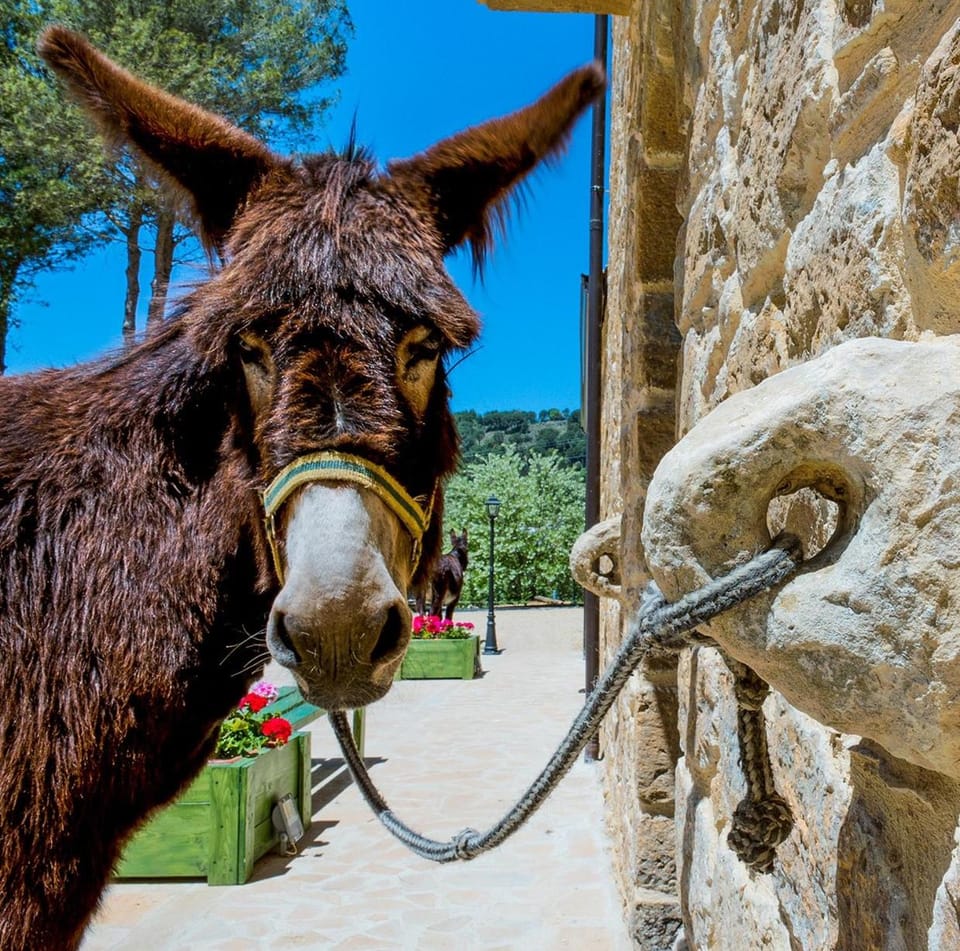 La Quercia e l'Asino Bed and Breakfast in Sicily