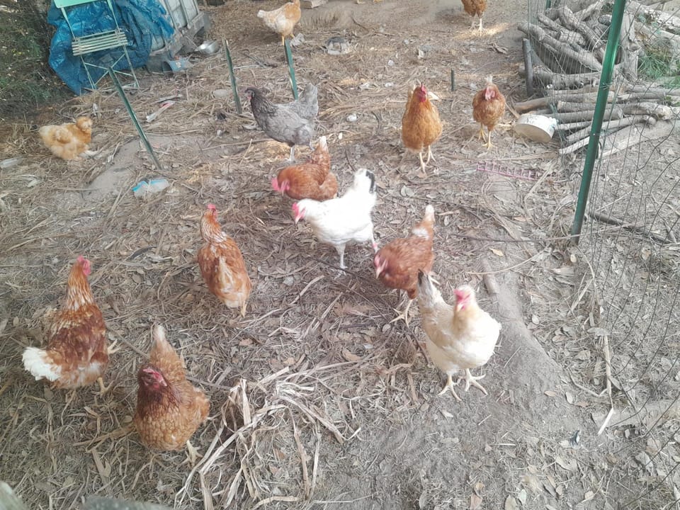 Animals