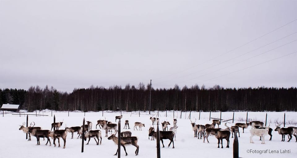 Natural landscape, Winter, Animals