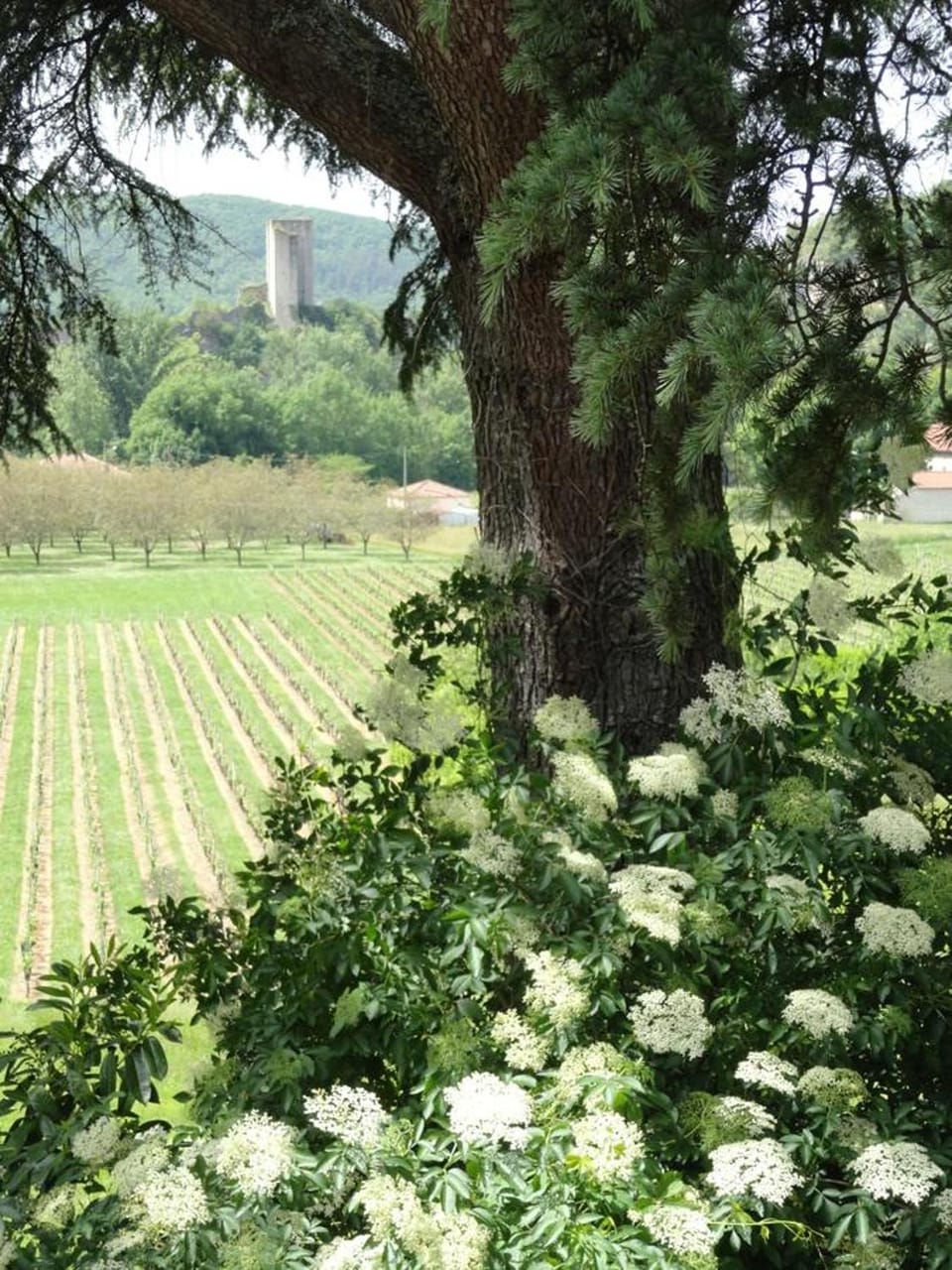 Other, Garden view, Landmark view