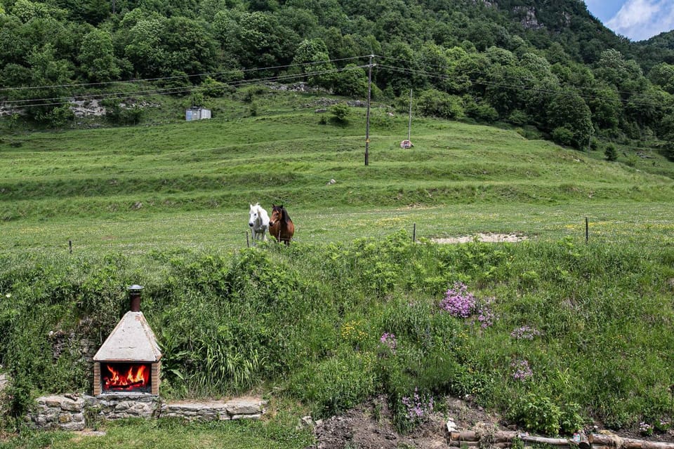 Day, Natural landscape, Animals, Mountain view