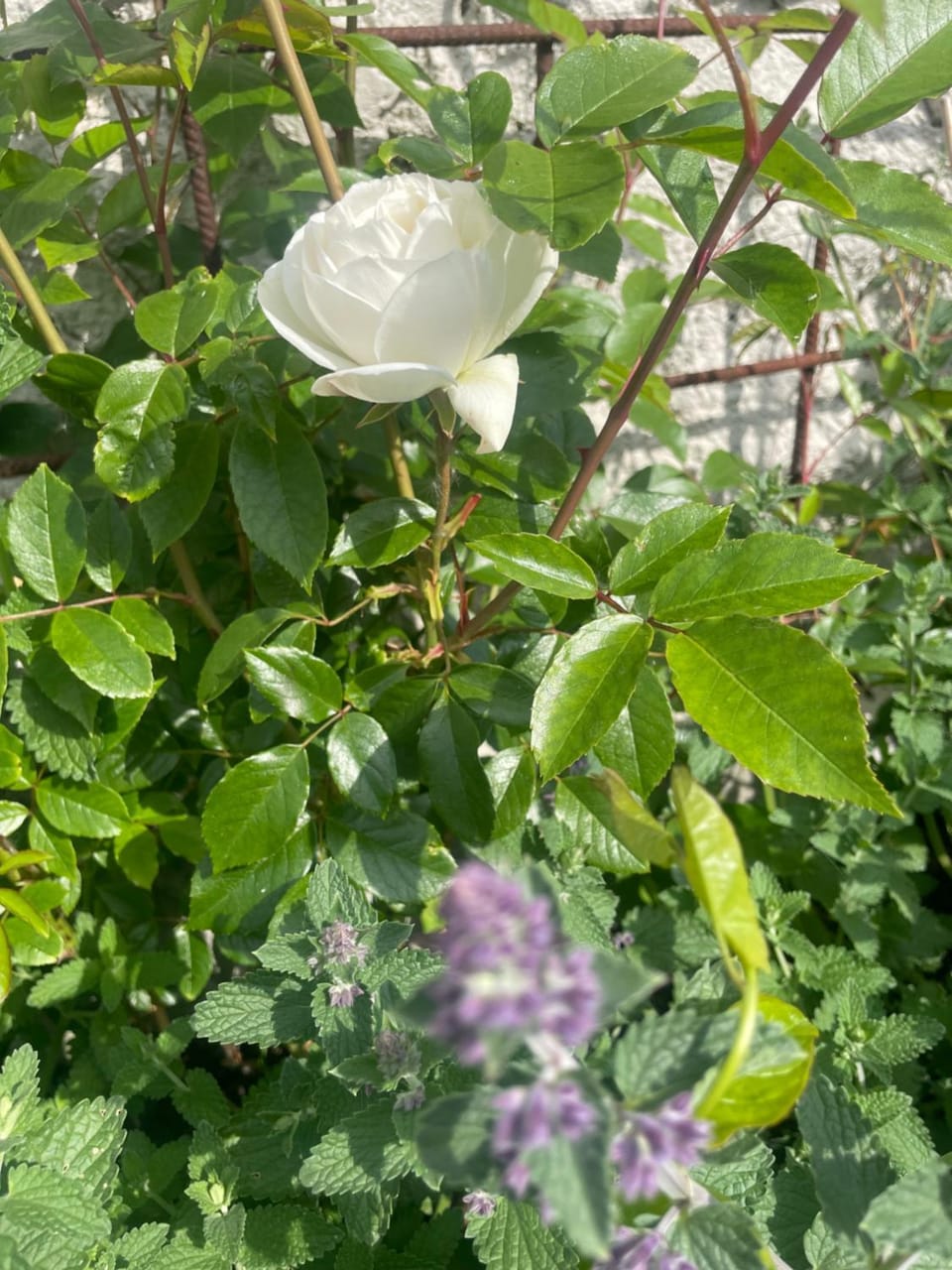 Summer, Garden
