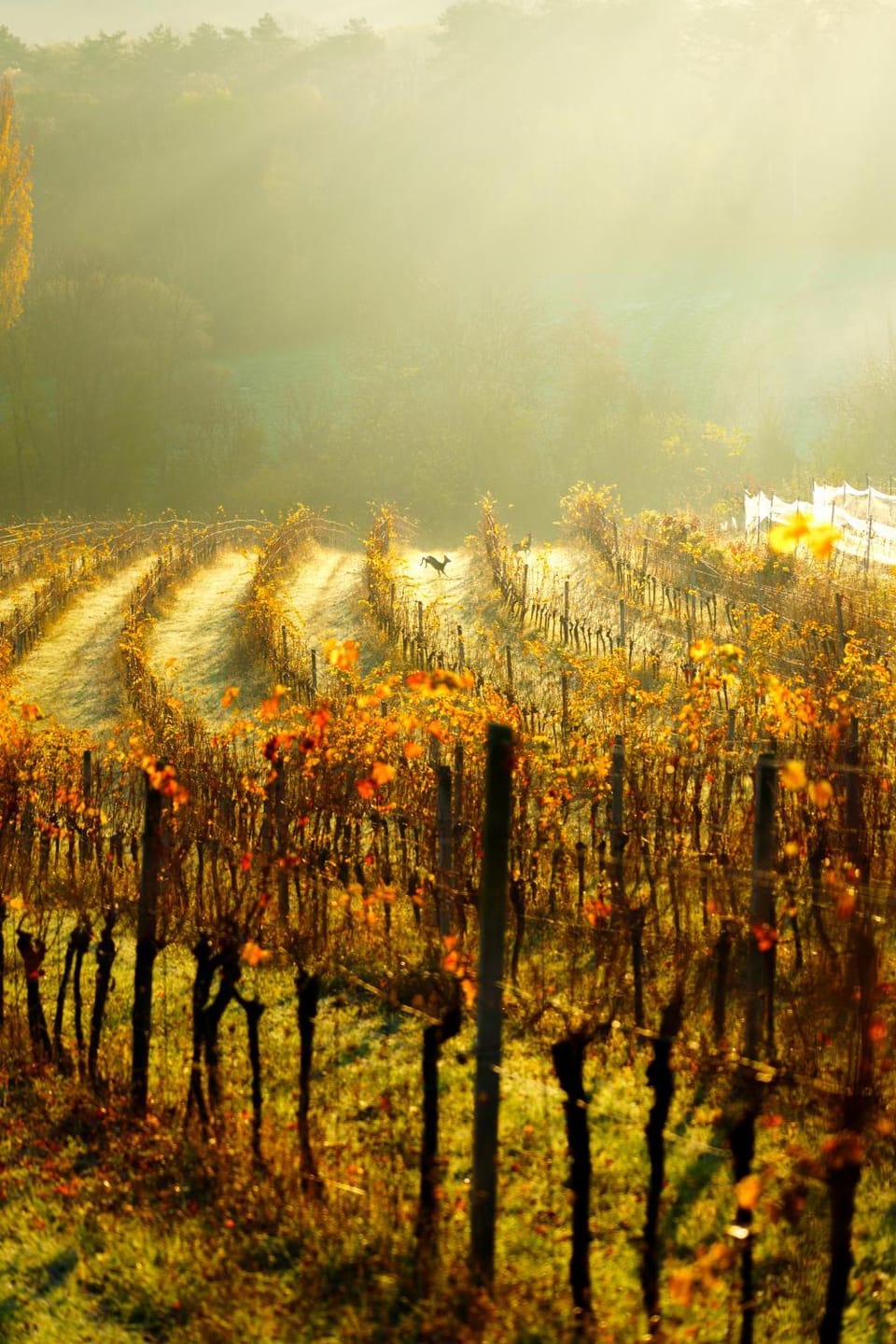 Ubytování v sudu - Vinařství Pod hradem Luxury tent in South Moravian Region