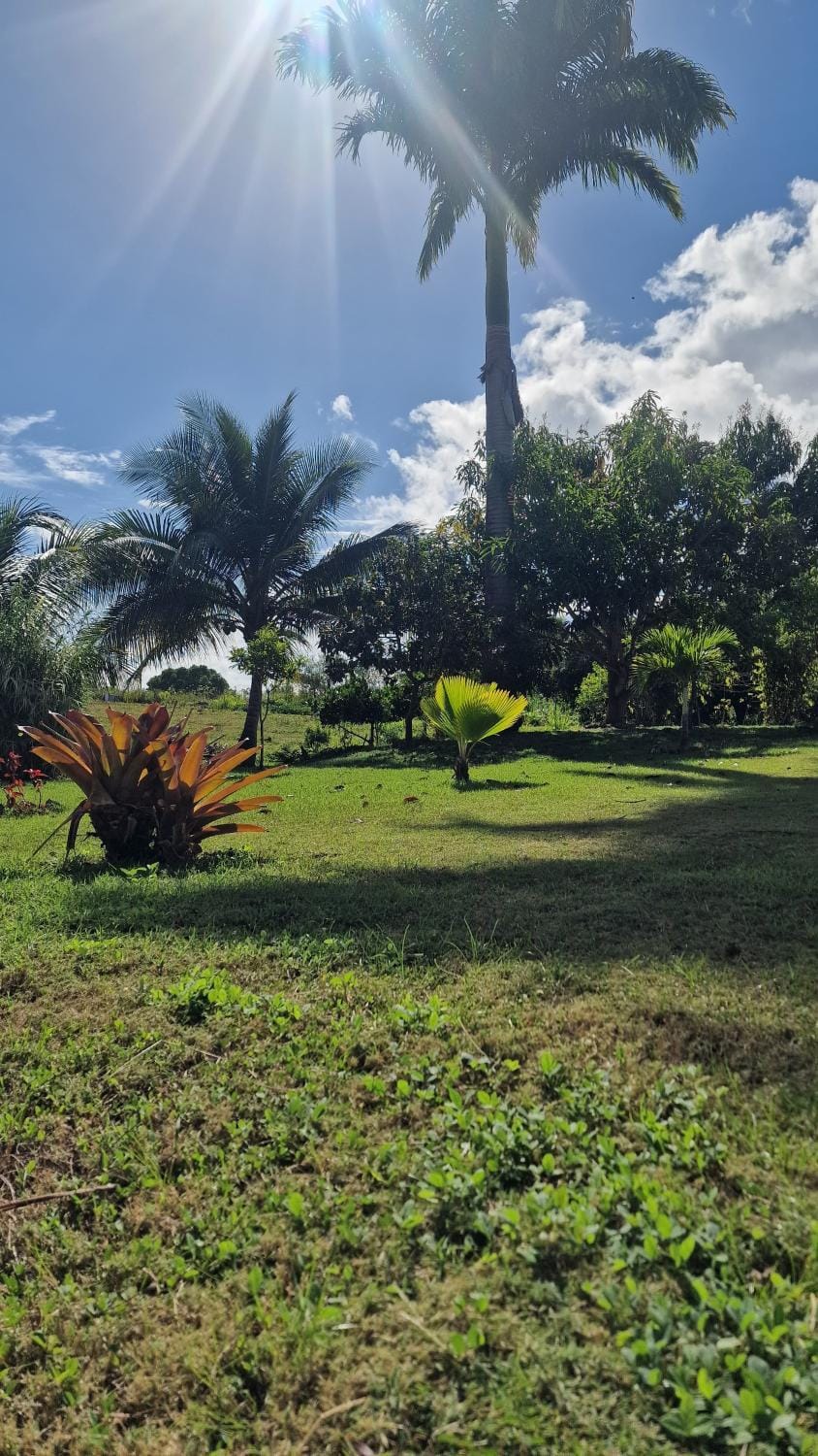 Garden view