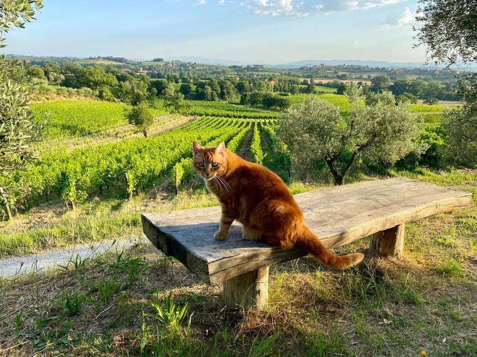 Day, Natural landscape, Animals, Pets