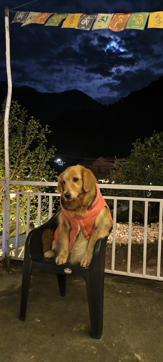 pet friendly