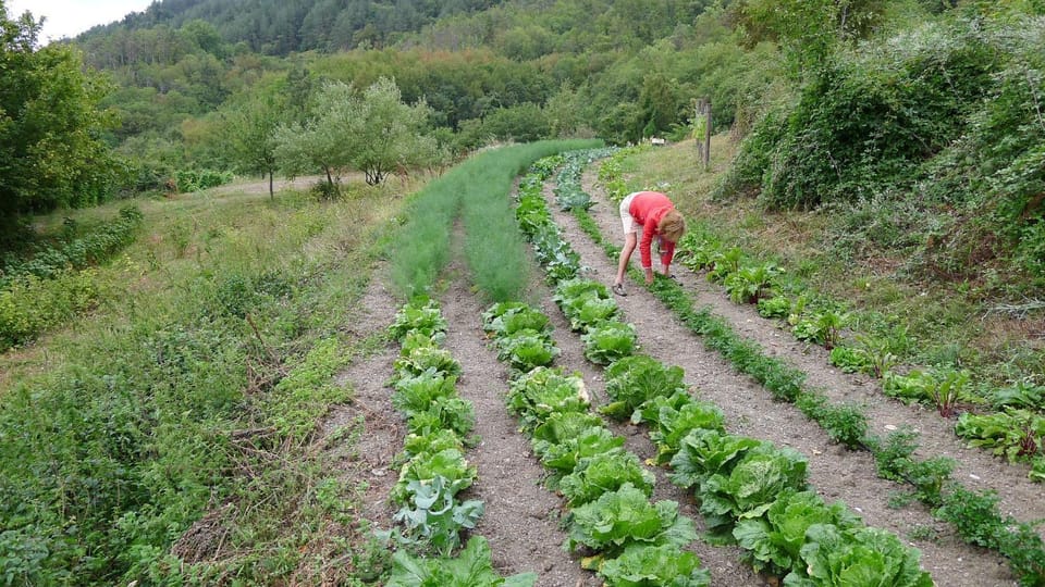 Garden