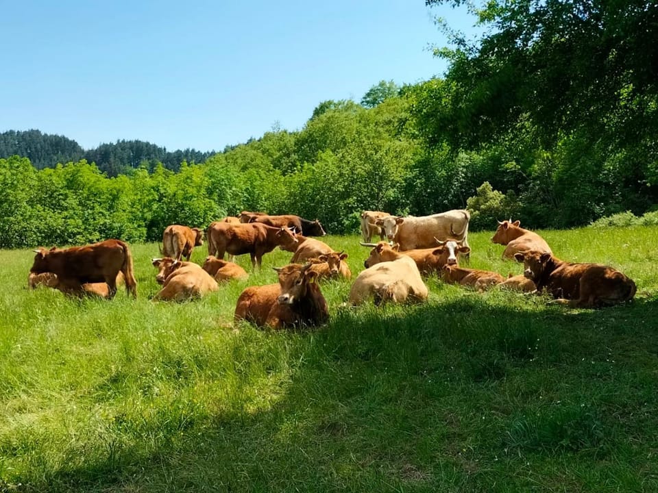 Animals