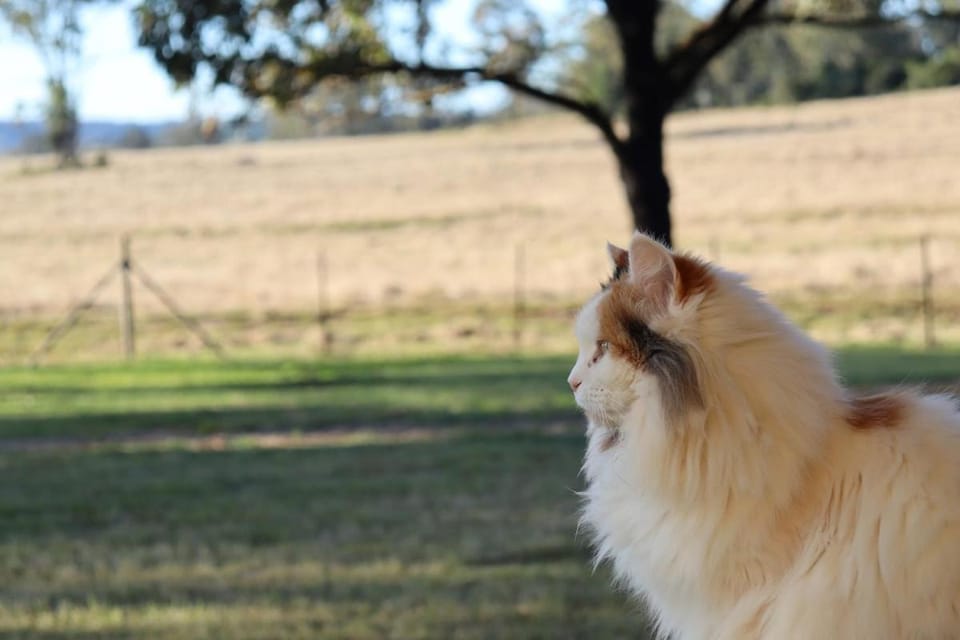 Edenvale Homestead Bed and Breakfast in Queensland