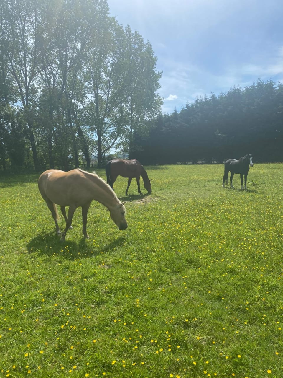 New Forest Country Home with Hot Tub and Open Fire Villa in Ringwood
